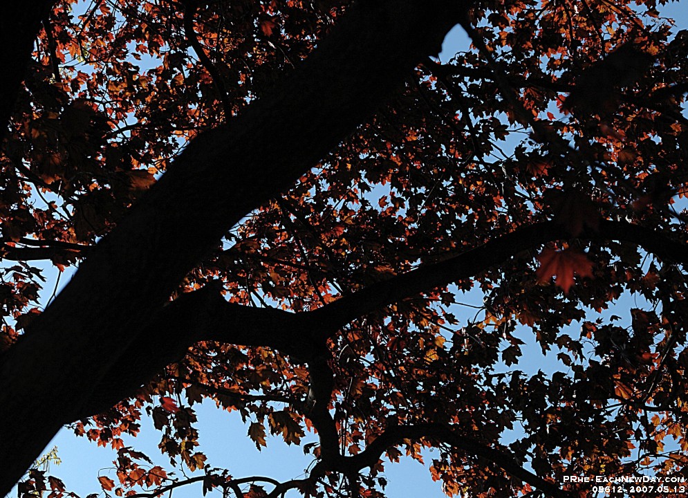 05612cl - Red Maple, blue sky